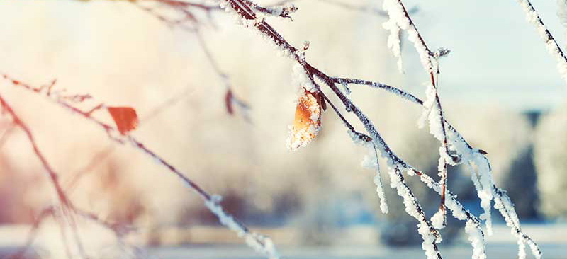 capteurs newsteo résiste au froid